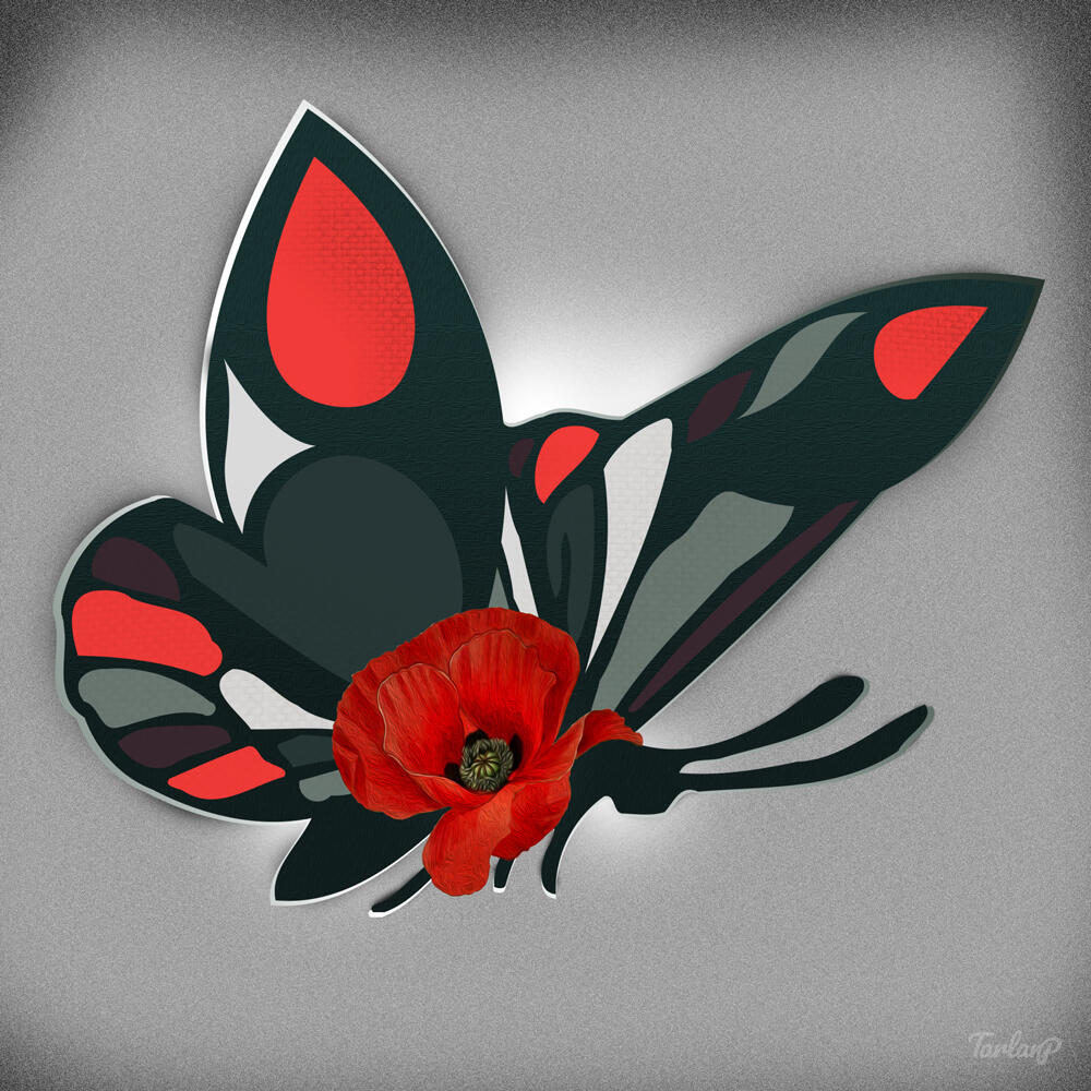 Dark-Green-Butterfly Dark-Green-Butterfly