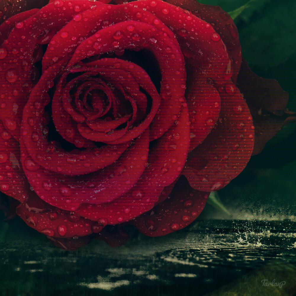 Rose in the Rain